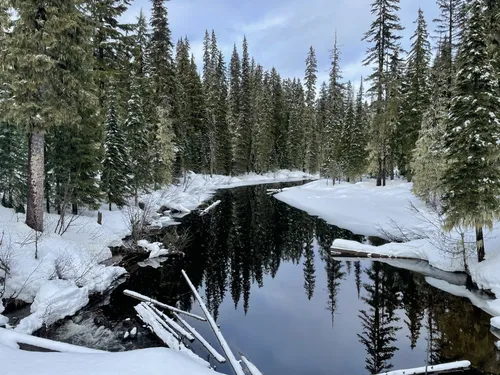 スキーストック　curristick オリーブ Best cross-country skiing trails in Oakridge | AllTrails