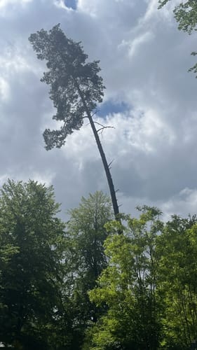 Rheinsteig Etappe 3: Bad Honnef - Linz