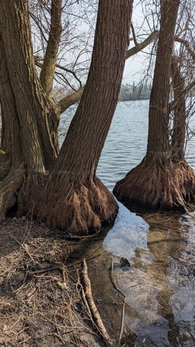 Leineaue zwischen Ruthe und Koldingen