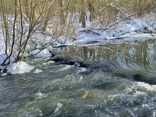 See am Kleihügel - Großer Aue-See - Urwald