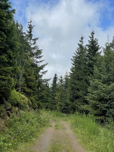 Rundweg Nr. 5: Großer Hermannsberg