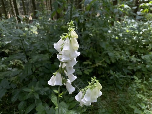 Rundweg Nr. 5: Großer Hermannsberg