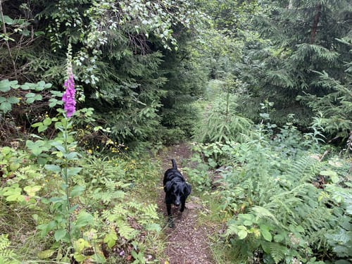 Rundweg Nr. 5: Großer Hermannsberg