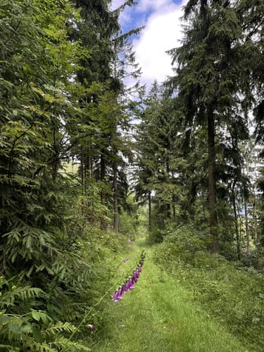 Rundweg Nr. 5: Großer Hermannsberg