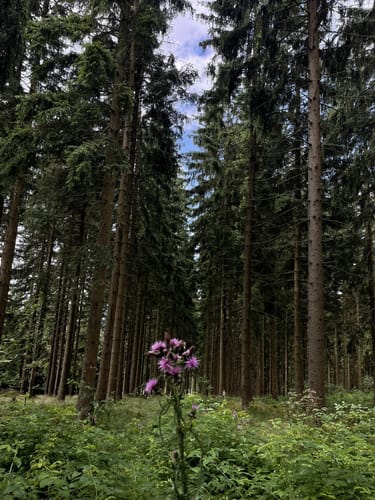 Rundweg Nr. 5: Großer Hermannsberg