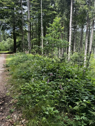 Ochseneben Trail