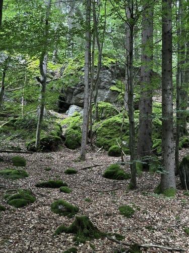 Ochseneben Trail