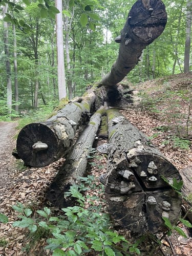 Boltenmühle durchs Binental zum Weilickenberg