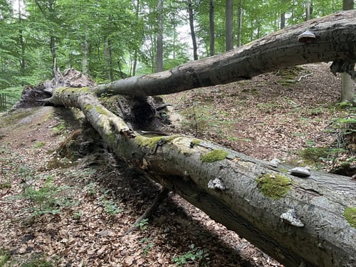 Boltenmühle durchs Binental zum Weilickenberg