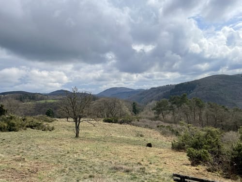 Heidehimmel Volkesfeld (Traumpfad)