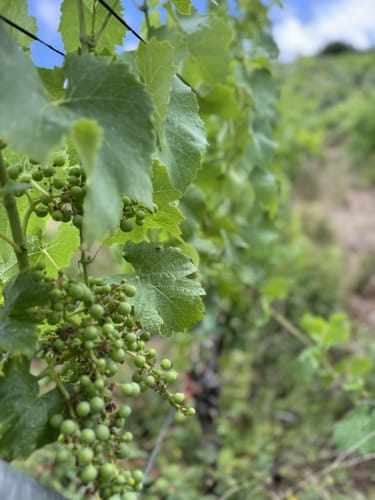 Flößerweg: Von Besigheim nach Bietigheim-Bissingen
