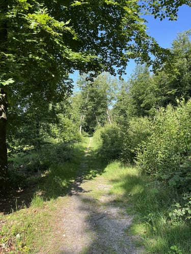 Detmold Hiddesen: Hiddeser Bent