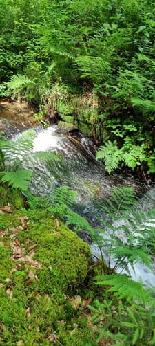 Lemberger Flößertour (Premiumwanderweg)