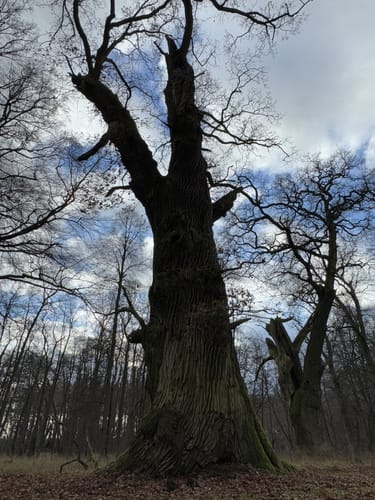 Um den Ivenacker See