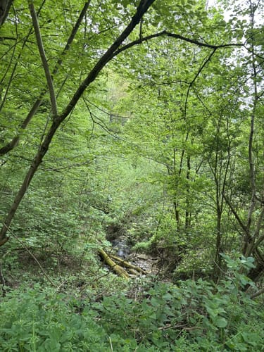Kall Trail