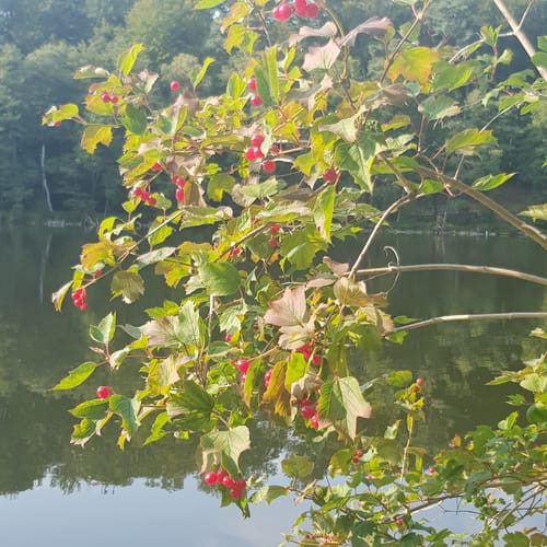 Um den Bachsee