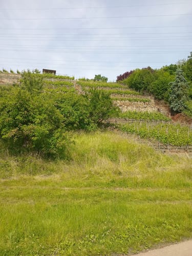 Altneckarrunde NSG Pleidelsheimer Wiesental