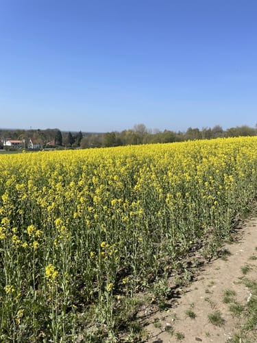 MTB-Runde des RC Sprintax: Olderdissen-Halle