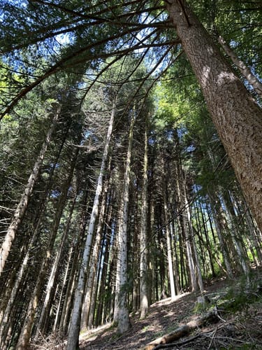 Premiumspazierwanderweg: Panoramawegle