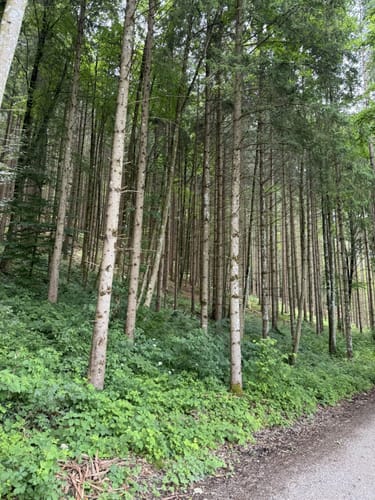 Staffelsee Rundweg