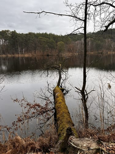 NSG Köthener Heideseen