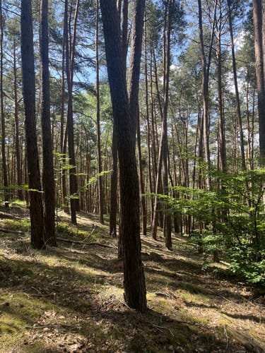 Kupferbergfelsen Altleininger Tal