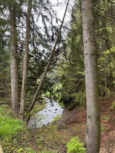 Auf einsamen Pfaden durch die Tambacher Gründe