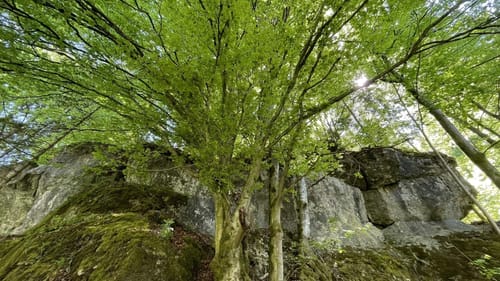 Oberes Püttlachtal – Püttlachtalweg Runde von Körbeldorf