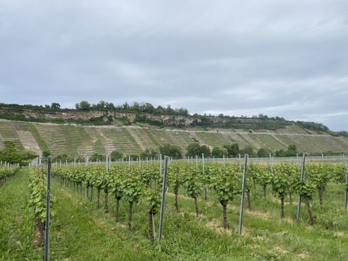 Hessigheimer Felsengarten