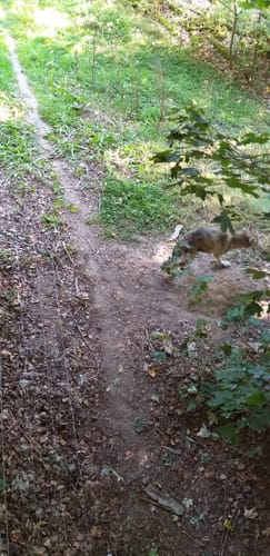 Wildpark Hundshaupten
