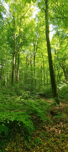 Bad Bentheim Hutewald