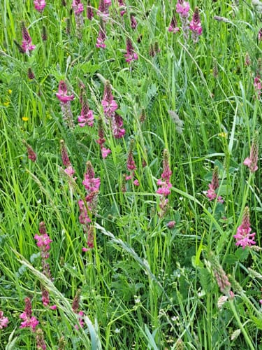 Wacholderpfad Roßbach P9 (Premiumwanderweg)