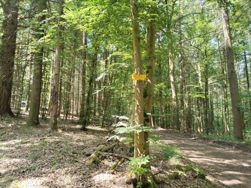 Vom Naturfreundehaus zum Waldhaus Drei Buchen