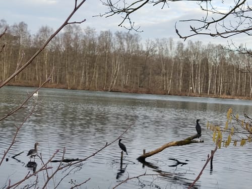 Venekotensee