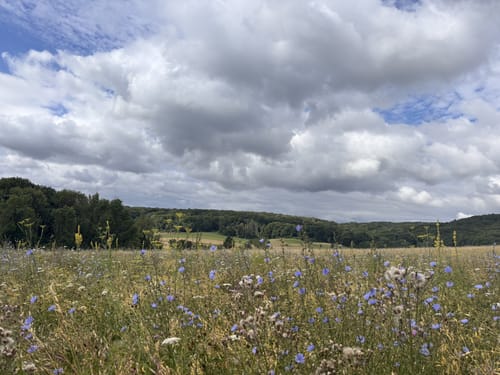 RheinBurgenWeg Etappe 1:  Rolandsbogen - Remagen