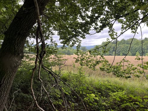 Kaufunger Wald 31: Rundweg Mühlenberg