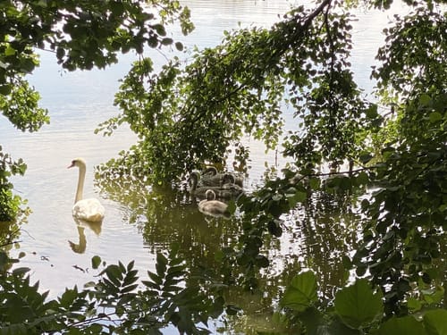 NSG Riddagshausen: Mittelteich und Kreuzteich