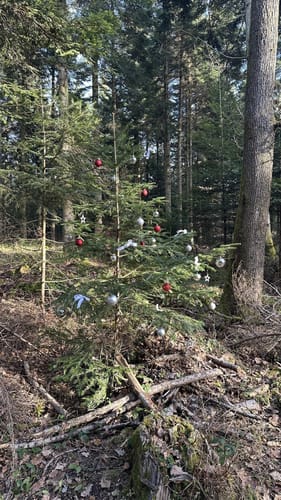 Aus Engelsbrand zur Büchenbronner Höhe