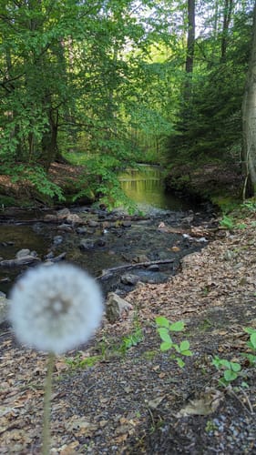 Dresdner Heide: Hellerau nach Bühlau