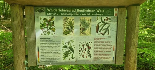 Bad Bentheim Hutewald
