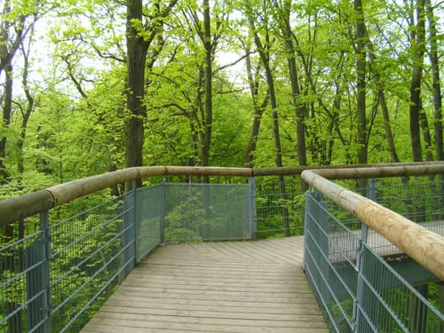 Baumkronenpfad Hainich