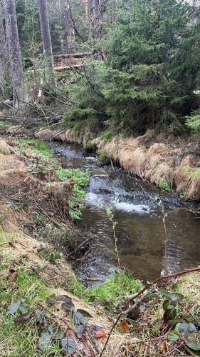 Hinterhermsdorf - Fluss Kirnitzsch mit Kahnfahrt Grenzwanderung