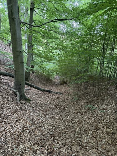 Kräht der Hahn auf dem Hahnenkamm