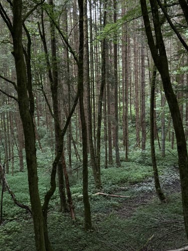 Steinachklamm-Weg KU 52