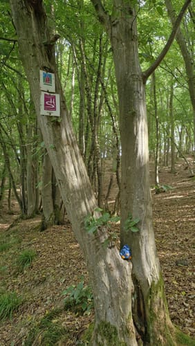 Domblick (Traumschleife)