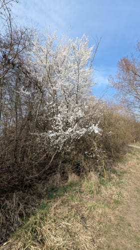 Leineaue zwischen Ruthe und Koldingen