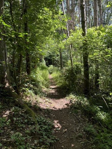 Durch die Kyllburg Wandereifel