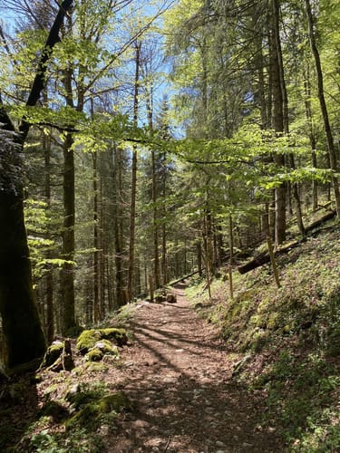 Sachrang nach Geigelstein über den Ackerwaldweg