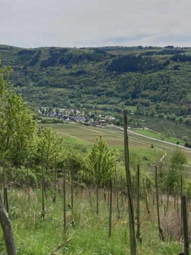 Moselhöhe und Römergräber