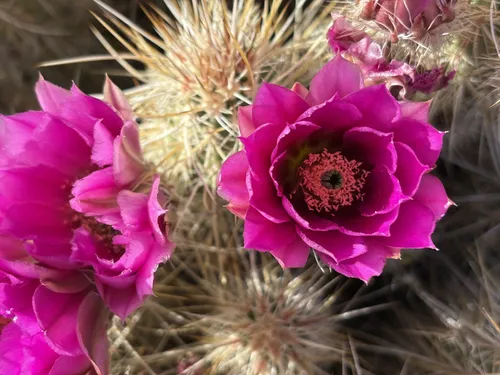 cactus bonnevoie Cowboy Cactus (Cactus rubescens)